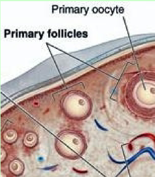 <p>Ovarian cycle</p>