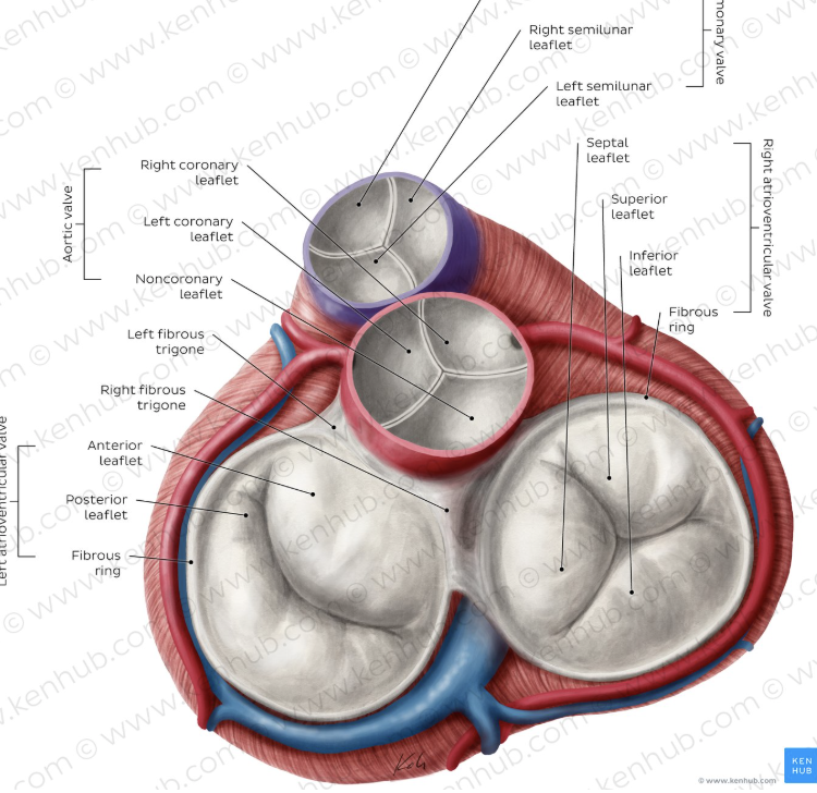 <p>this is the fibrous layer of connective tissue that's composed of rings of that connective tissue around the 4 valves, but it's not a bone., forms a single spatial plane that contains teh 4 valves</p>
