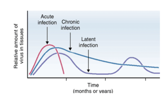 <p>Virulens = ett virus patogenes. Styrs av:</p><ul><li><p>Typ av virus. </p></li><li><p>Virusets <strong>tropism</strong> (infektionsväg).</p></li><li><p>Spridning i kroppen (blod, nervsystem osv). </p></li></ul>