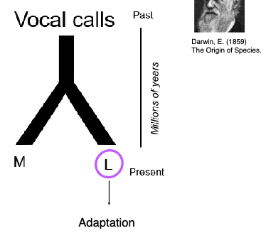 <p>Describe: vocal calls to language</p>