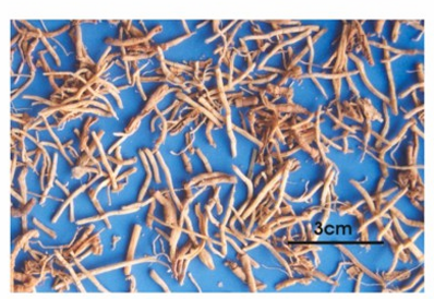 <p><span style="color: blue;">Presegenin</span> (saponin triterpenoid thuộc nhóm<strong> olean</strong>)</p>