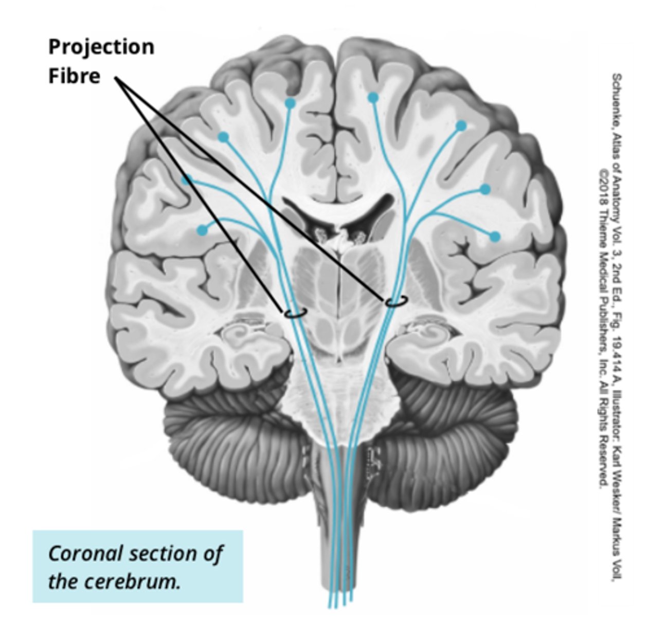 <p>carry sensory information form cerebrum to spinal cord (connect cerebrum and spinal cord). Also brings motor signals back up to cortex and deeper grey matter structures</p>