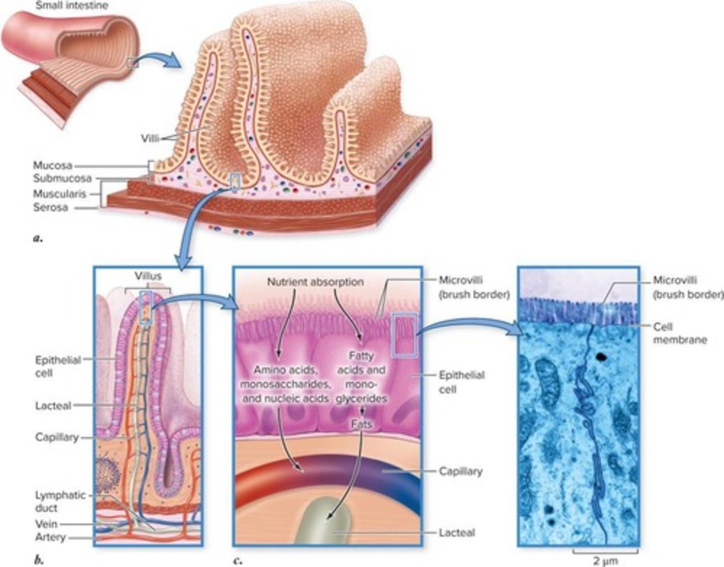 <p>Digestion and absorption of nutrients.</p>