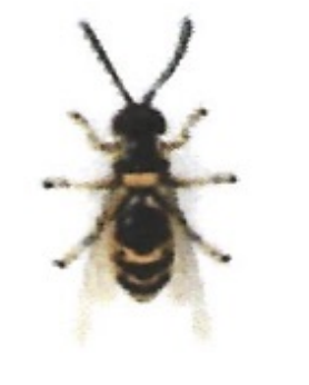 <p>ఇది ఏమిటి?</p>