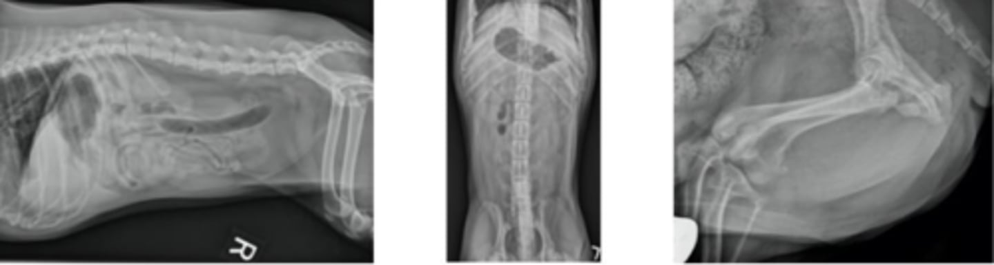 <p>Lateral of the abdomen</p><p>Ventrodorsal of the abdomen</p><p>Free lateral projection of the urethra (caudal abdomen &amp; perineal)</p>