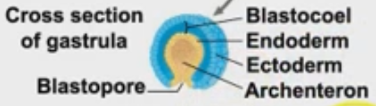 <p>1) blastopore</p><p>2) archenteron</p><p>3) endoderm</p><p>4) blastocoel</p><p>5) ectoderm</p>