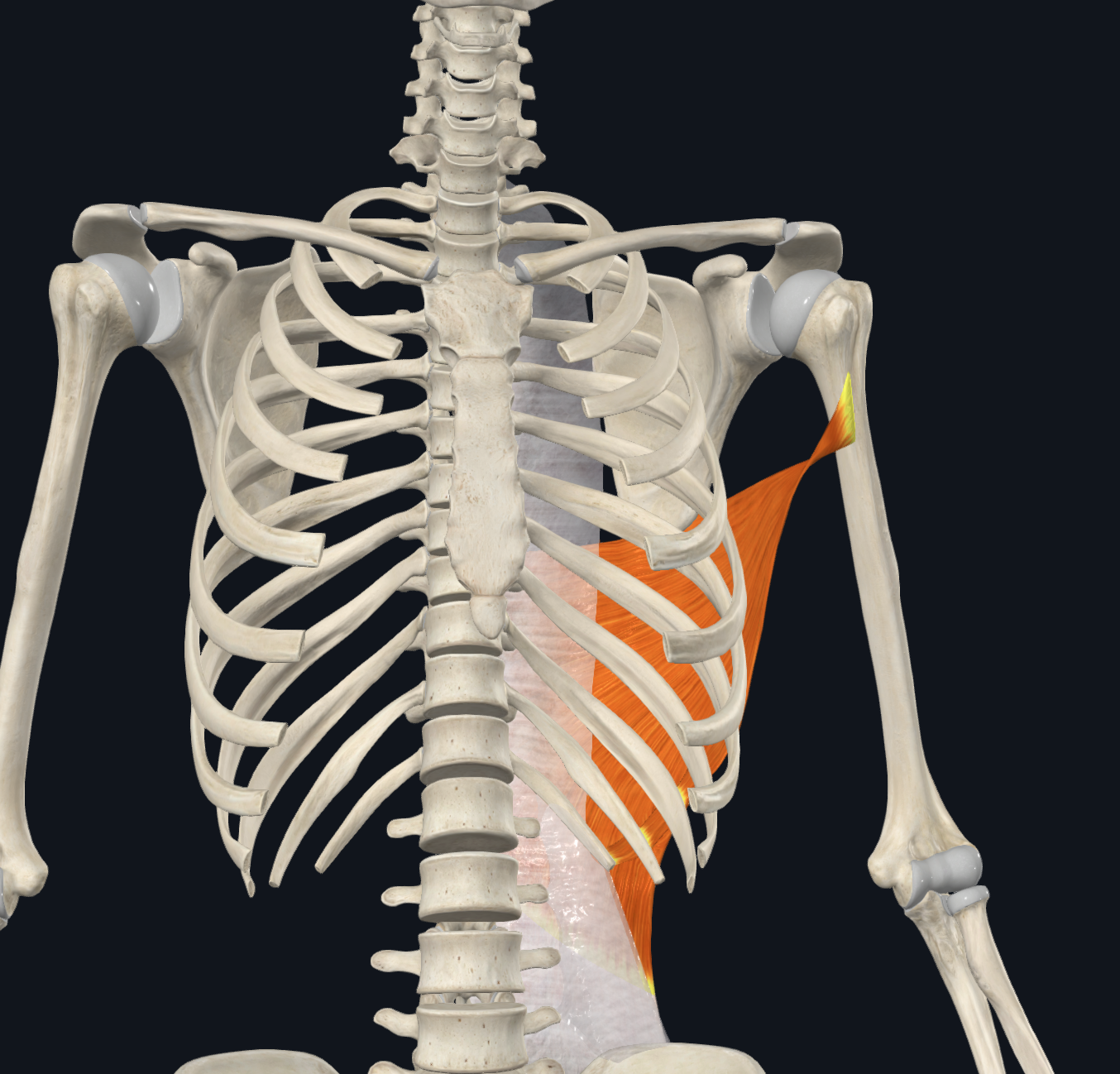 <p>humerus: floor of the intertubercular groove</p>