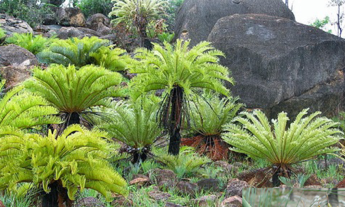 <p>Why plant is this</p>