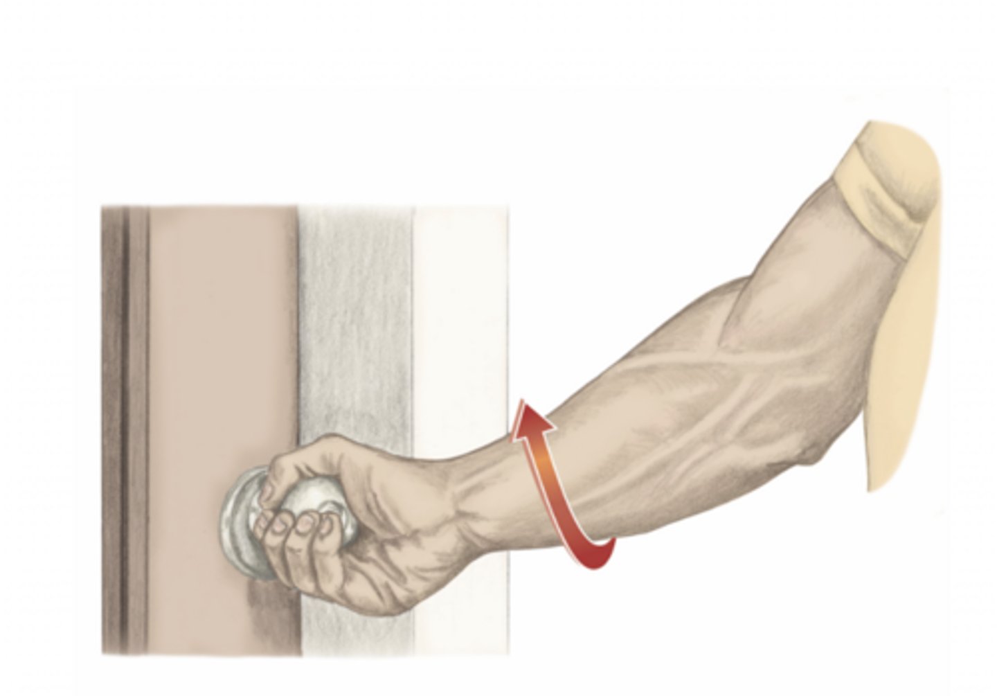 <p>please identify the movement and its location</p>