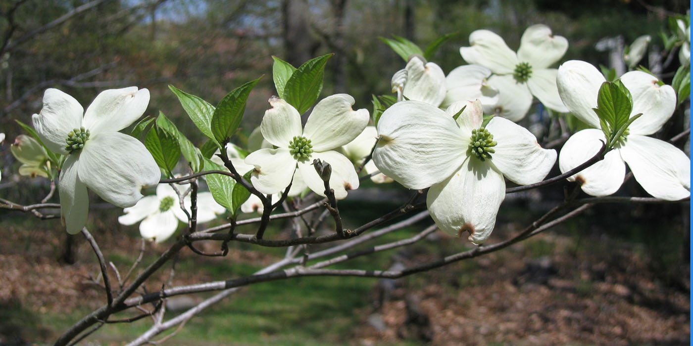 <p>Flowering Dogwood</p>