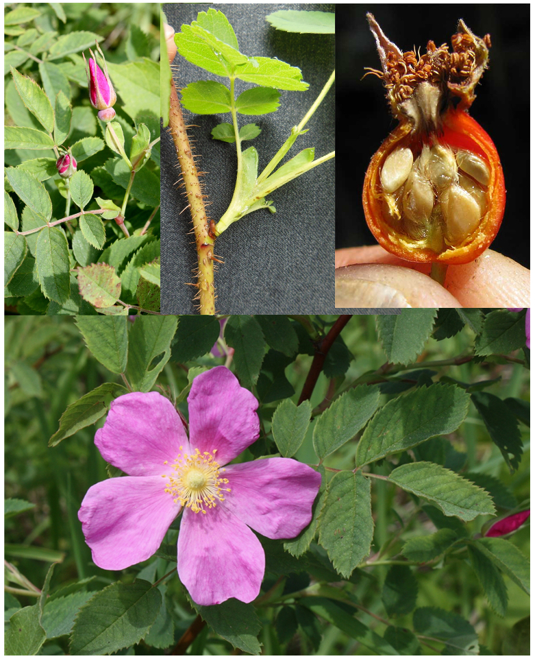 <p>(achenes, hypanthium, stipules)</p>