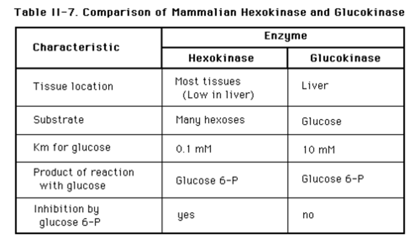 <p>(C) Km (Hexokinase) &lt; Km (Glucokinase)</p><p>Glucokinase has a high Km, so less glucose will be trapped/stored in cells with Glucokinase.</p><p>Hexokinase has a low Km, meaning it will trap/store glucose as Glucose-6-Phosphate even when glucose is at lower concentrations.</p>