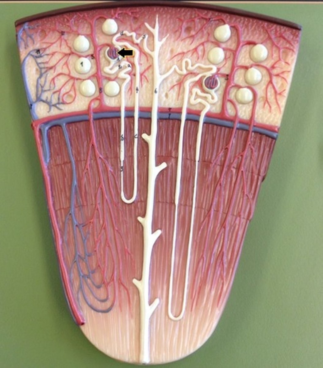 <p>Identify the structure.</p>