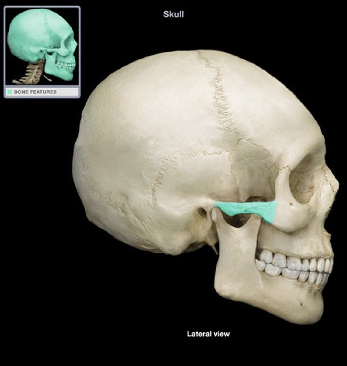 <p>2 projections - zygomatic process of temporal bone and temporal process of zygomatic bone</p>