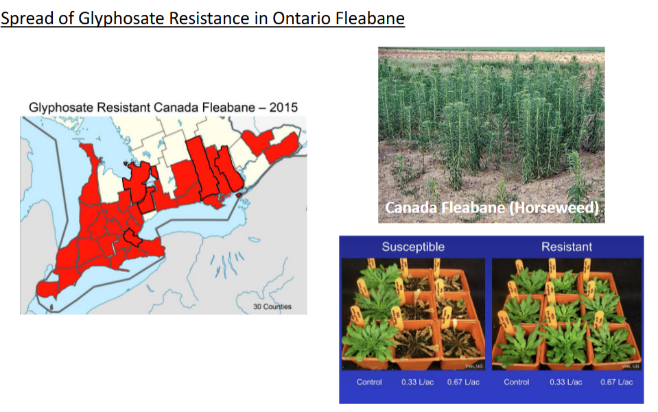 <p>-most regions have resistant weeds</p><p>-glyphosate herbicide used to be really effective until resistance evolved</p>