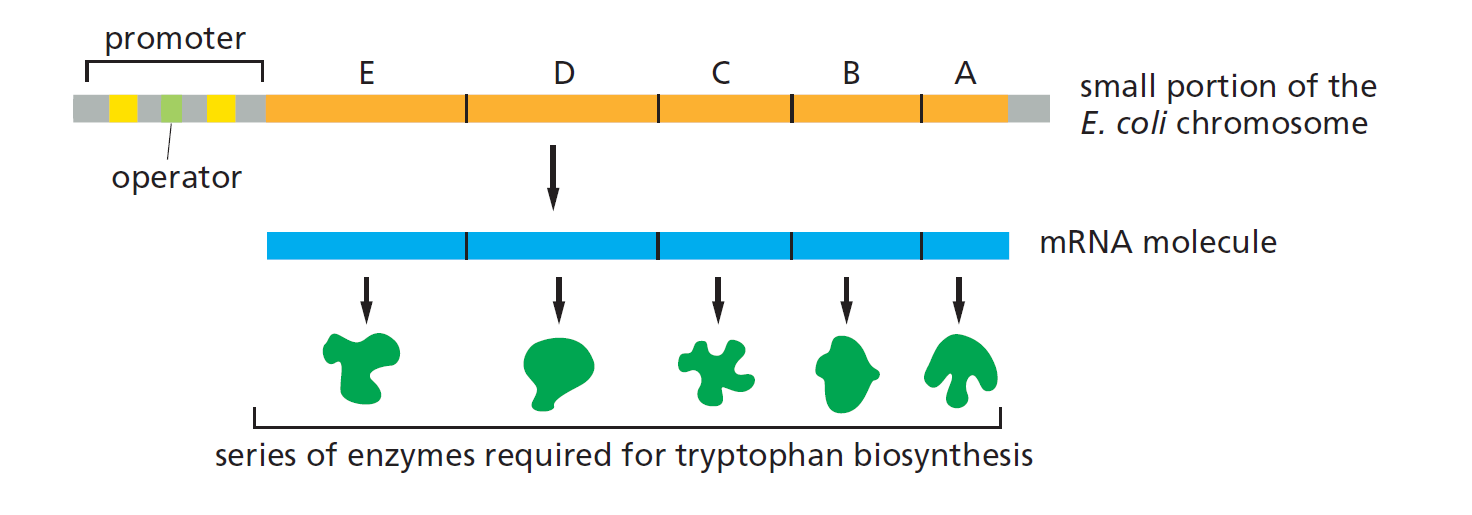 <ol><li><p>能 codes 5 genes</p></li><li><p>每一个基因都编码一个不同的酶for<strong> 色氨酸tryptophan biosynthesis </strong>(5 enzymes)</p></li><li><p>转录被一个单启动子调控（single promoter）</p></li></ol><p></p>
