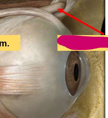 <p>What is this muscle called?</p>