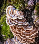 <p><span><span>Turkey Tail</span></span></p>