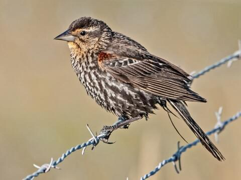 <p>Red-winged Blackbird</p><p>(<span data-name="female" data-type="emoji">♀</span> pictured here) </p>