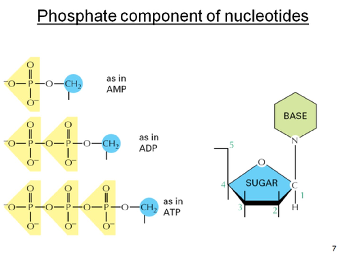 <p>Increased concentration of molecules that indicate that energy has been used (AMP, ADP) &lt;-- Used up ATP</p>