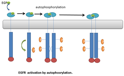 <p><mark data-color="rgba(0, 0, 0, 0)" style="background-color: rgba(0, 0, 0, 0); color: inherit;">the process where a signaling molecule binds to two neighboring receptor units (monomers), causing them to pair up (dimerize)</mark><span>. This proximity enables their intracellular kinase tails to activate each other</span></p><p>-Ligand-bound RTKs undergo intracellular autophosphorylation</p><p>-Only when a ligand brings multiple receptors together can<strong> autophosphorylation occur</strong></p>