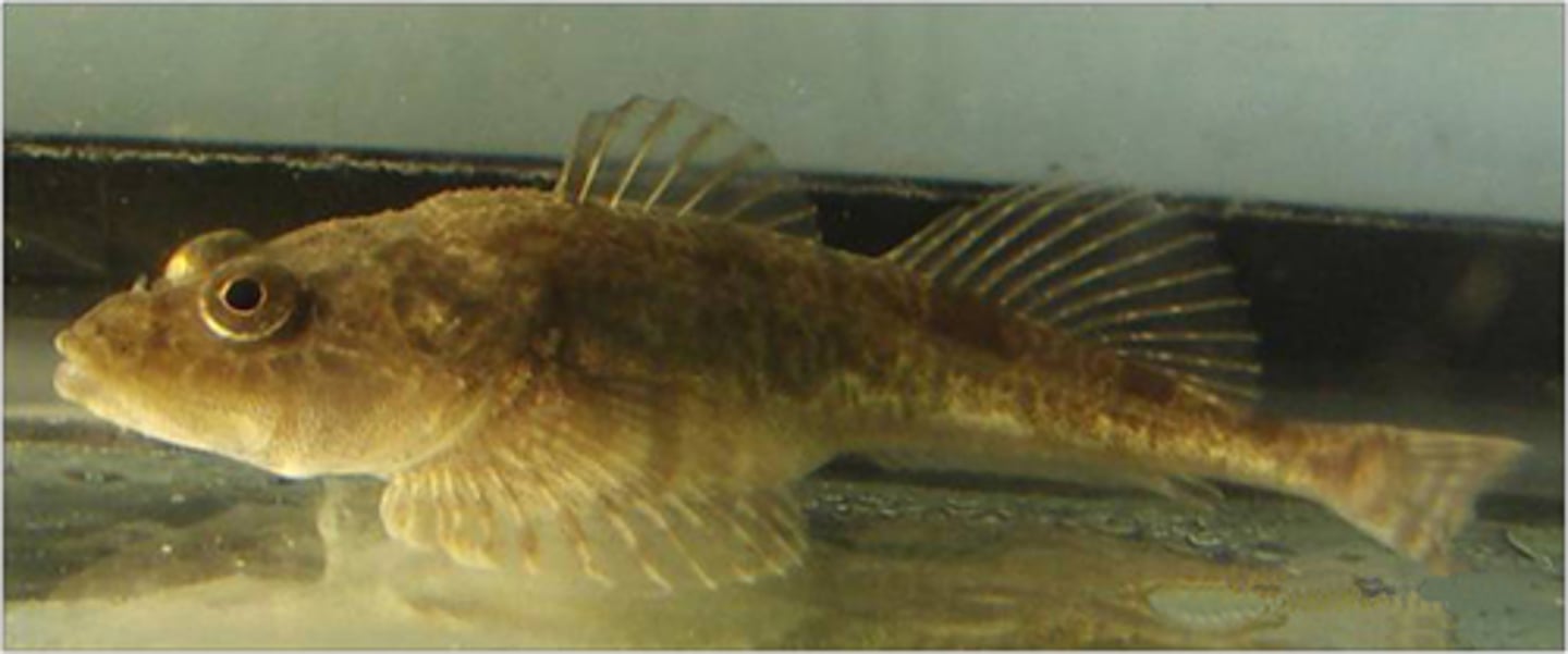 <p>deepwater fish</p>