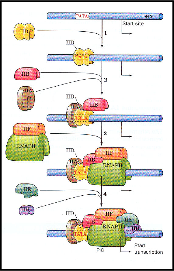 <p>what is TFIID</p>