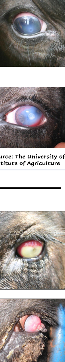 <ol><li><p>Stage 1</p><ol><li><p>Excessive lacrimation, conjunctivitis, sensitivity to light </p></li><li><p>Small ulcer</p></li></ol></li><li><p>Stage 2</p><ol><li><p>Ulcer spreads across the cornea</p></li><li><p>Cornea becomes more cloudy</p></li><li><p>Blood vessels make the cornea appear “<span style="color: rgb(233, 0, 236);">pink</span>“</p></li></ol></li><li><p>Stage 3</p><ol><li><p>Ulcer covers most of the cornea</p></li><li><p>Inflammation spreads to the inner eye</p></li><li><p><u>Inside of eye fills with fibrin</u></p></li></ol></li><li><p>Stage 4</p><ol><li><p>Ulcer completely extends through the cornea</p></li><li><p>Eye is now blind </p></li></ol></li></ol><p></p>