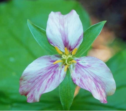 <p>what type of symmetry does this flower have</p>