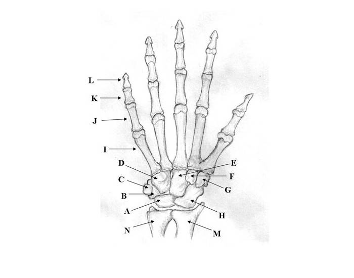 One of the base 3 carpals, middle base. (A)