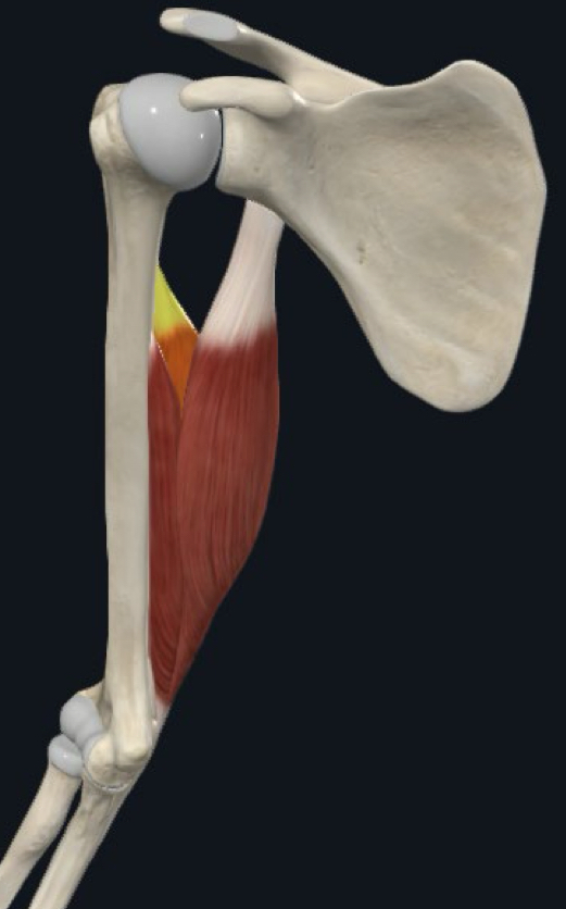 <p>What muscle is this?</p>