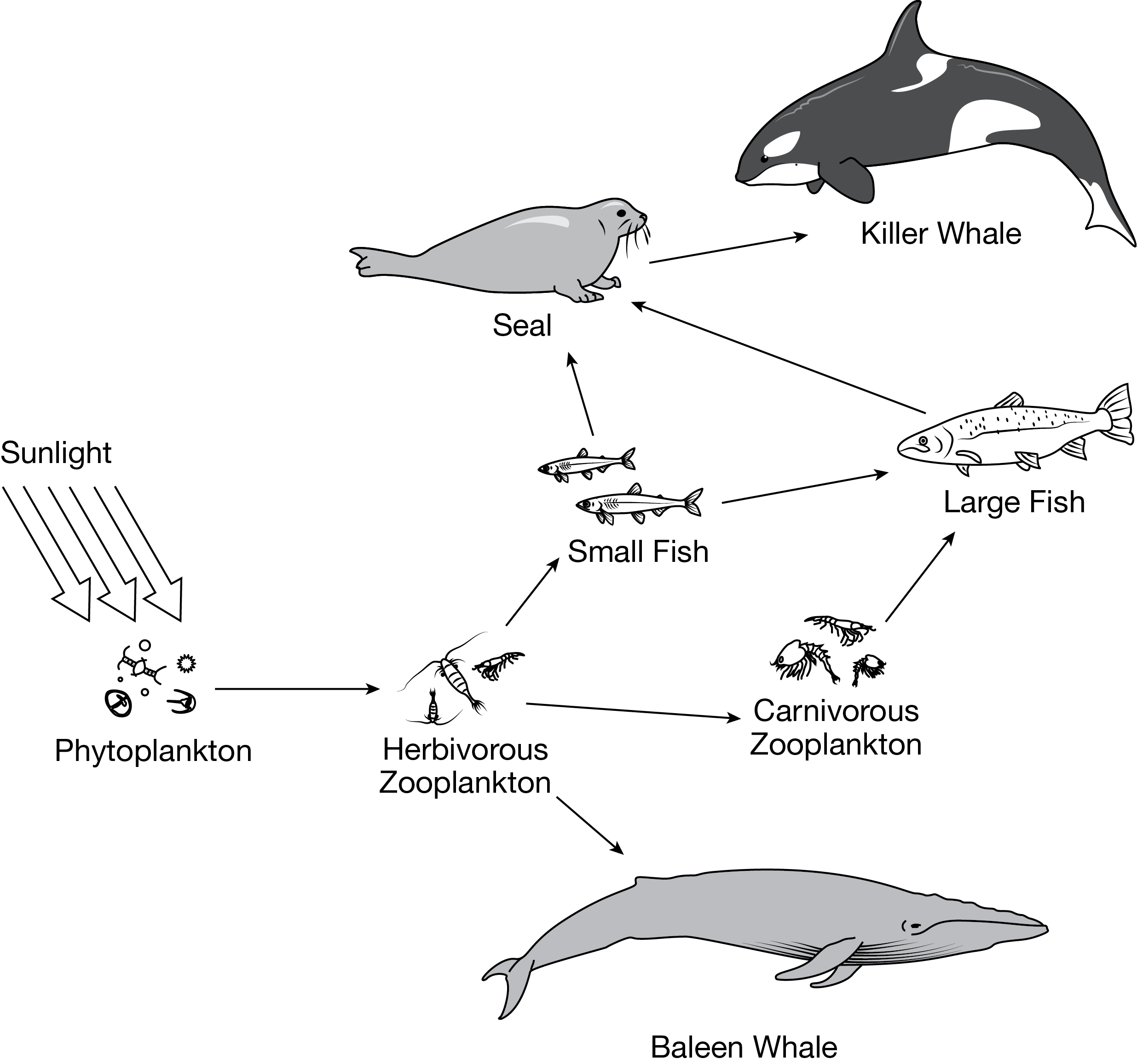 <p><span>The diagram below shows a particular marine food web. </span></p><p>Which of the following best describes what is represented by the arrows in the food web?</p><p><strong>A. </strong>The photosynthetic rates of producers</p><p><strong>B. </strong>The flow of energy</p><p><strong>C. </strong>The movement of predators</p><p><strong>D. </strong>The decomposition of matter</p>