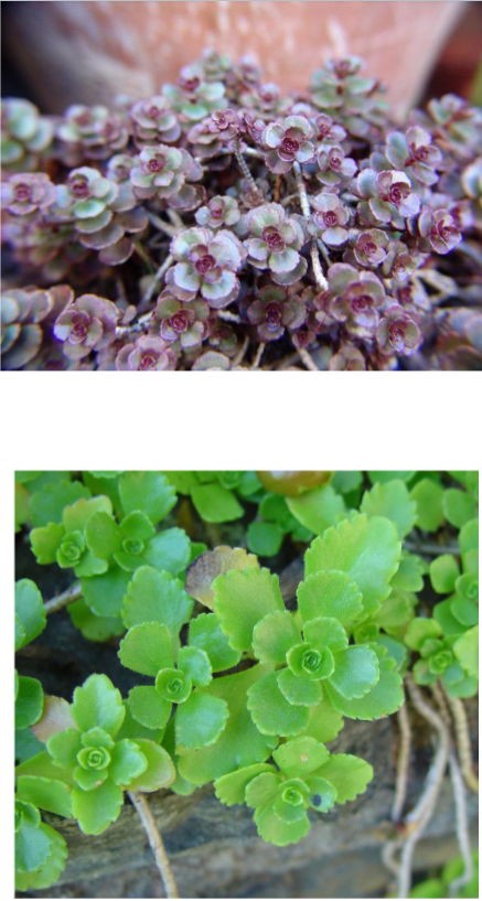 <p>Pink-red flowers</p><p>Sun</p><p>Groundcover</p>