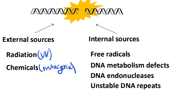 <p>External sources: radiation, chemicals</p><p>interal sources: free radicals, DNA metabolism defects, DNA endonucleases, unstable DNA repeats</p><p>DNA integrity is essential! Very fragile to damage</p>