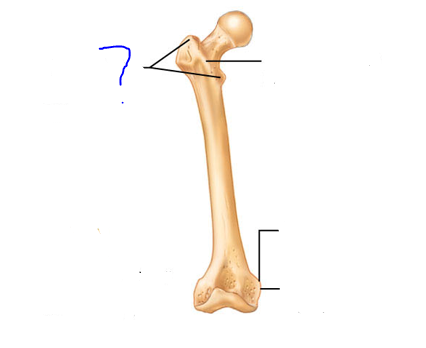 <p>Projections that are sites of muscle &amp; ligament attachment</p><ul><li><p>Very large, blunt, irregularly shaped process (only on this bone)</p></li></ul>