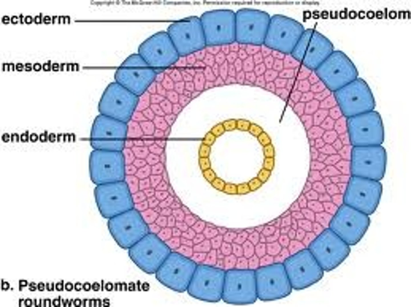 <p>Fluid filled cavity between the gut and the body wall</p>