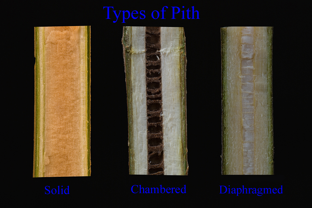 <p>the spongy material in the center of twigs and young trunks</p>