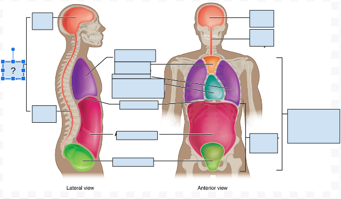 <p>What body cavity is covered by the question Mark?</p>