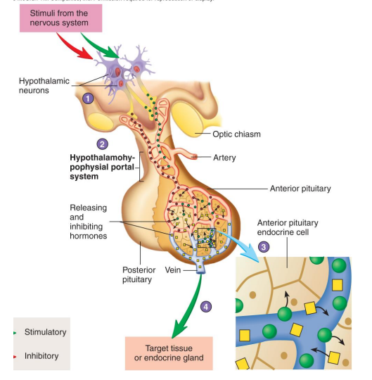 <p>1. Stimuli within nervous system regulate secretion of releasing hormones from neurons in hypothalamus</p><p>2. Releasing hormones pass to anterior pituitary</p><p>3. Releasing hormones stimulate the release of hormones from anterior pituitary</p><p>4. Anterior pituitary hormones released into surrounding capillary bed and travel in bloodstream to target tissue, which may be another endocrine gland</p>