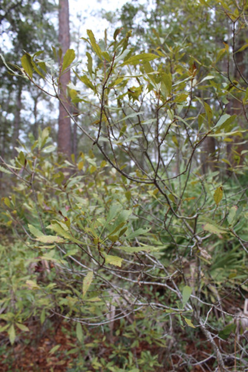 <p>what is the name of the plant pictured here?</p>