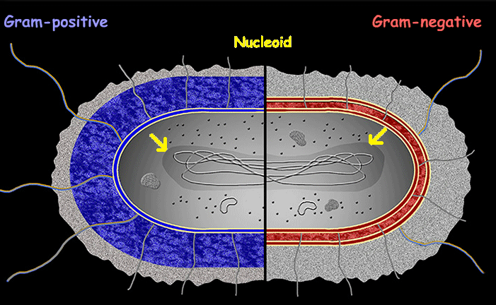 <p>Nucleoid</p>