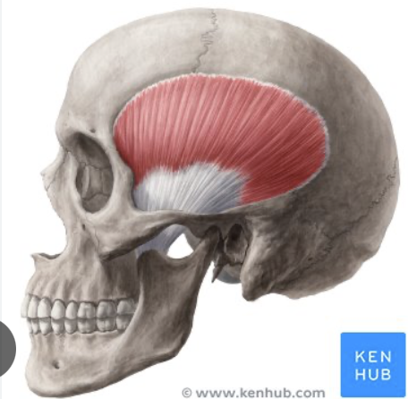 <p>Origin: Temporal bone</p><p>Insertion: Coronoid process of the mandible</p><p>Action: Keeps the jaw elevated/closed regularly.</p>