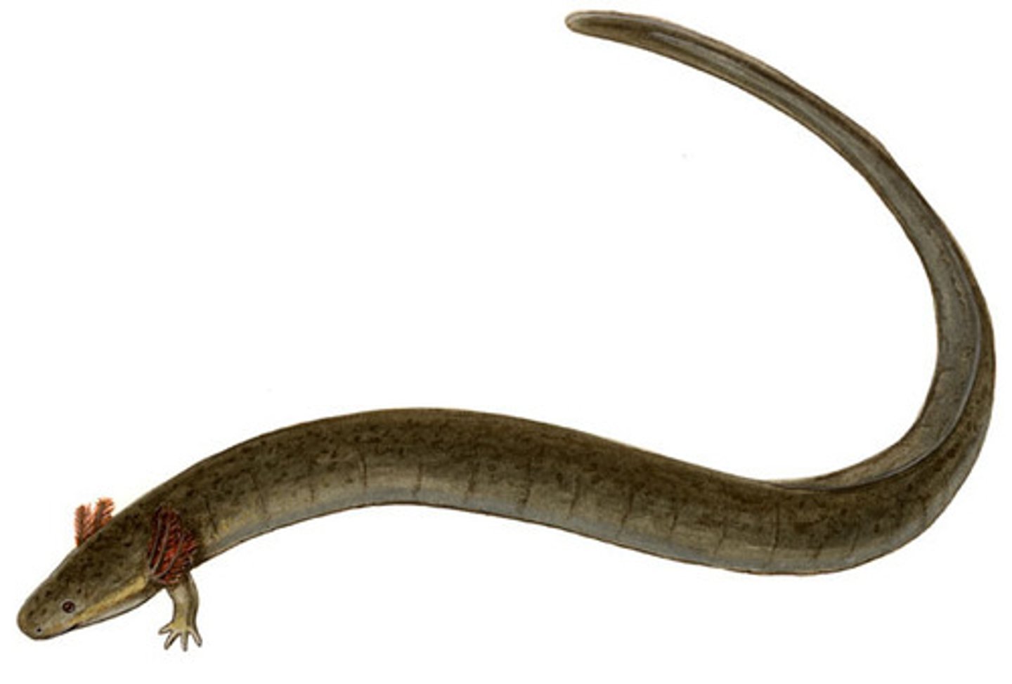 <p>Siren intermedia</p><p>Order: Caudata</p><p>Family: Sirenidae</p>