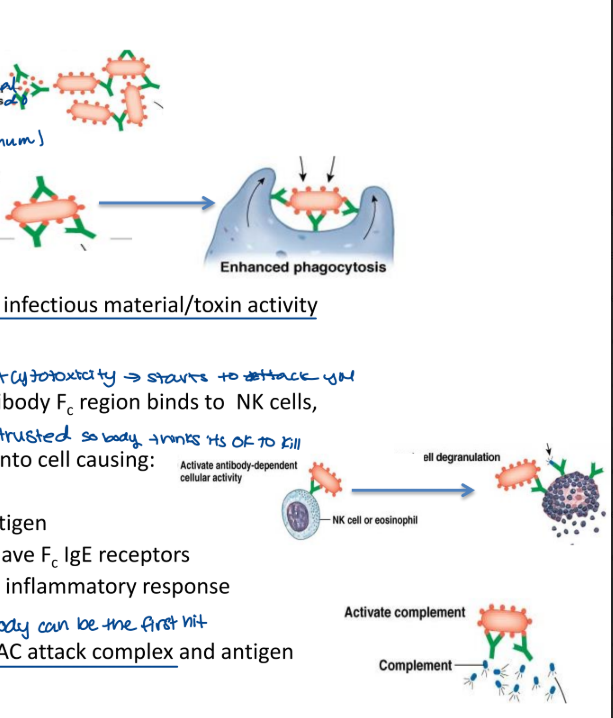 <ul><li><p>works to:</p><ol><li><p>agglutinate antigens </p><ul><li><p>behave like a mop</p></li><li><p>pick up 2 antigens at once (minimum)</p></li><li><p>stops what foreign material was going to do</p></li></ul></li><li><p>opsonize foreign material </p><ul><li><p>enhances phagocytosis</p></li><li><p>Fc region lets it talk to other immune cells</p></li><li><p>trusted sources</p></li></ul></li><li><p>neutralize antigen</p><ul><li><p>prevents infection/spread of infectious material/toxin activity</p></li></ul></li><li><p>cytotoxicity (antibody dependent cytotoxicity → starts to attack you)</p><ul><li><p>when bound to antigen, antibody Fc (trusted source so the body thinks its ok to kill) region binds to NK cells, mast cells</p><ul><li><p>triggers calcium entry into cell causing degranulation</p><ul><li><p>destroys antigen</p></li></ul></li><li><p>mast cells specifically have Fc IgE receptors </p><ul><li><p>important for the inflammatory response</p></li></ul></li></ul></li></ul></li><li><p>complement activation</p><ul><li><p>leads to the formation of MAC attack complex and antigen destruction (antibody can be first hit)</p></li></ul></li></ol></li></ul><p></p>