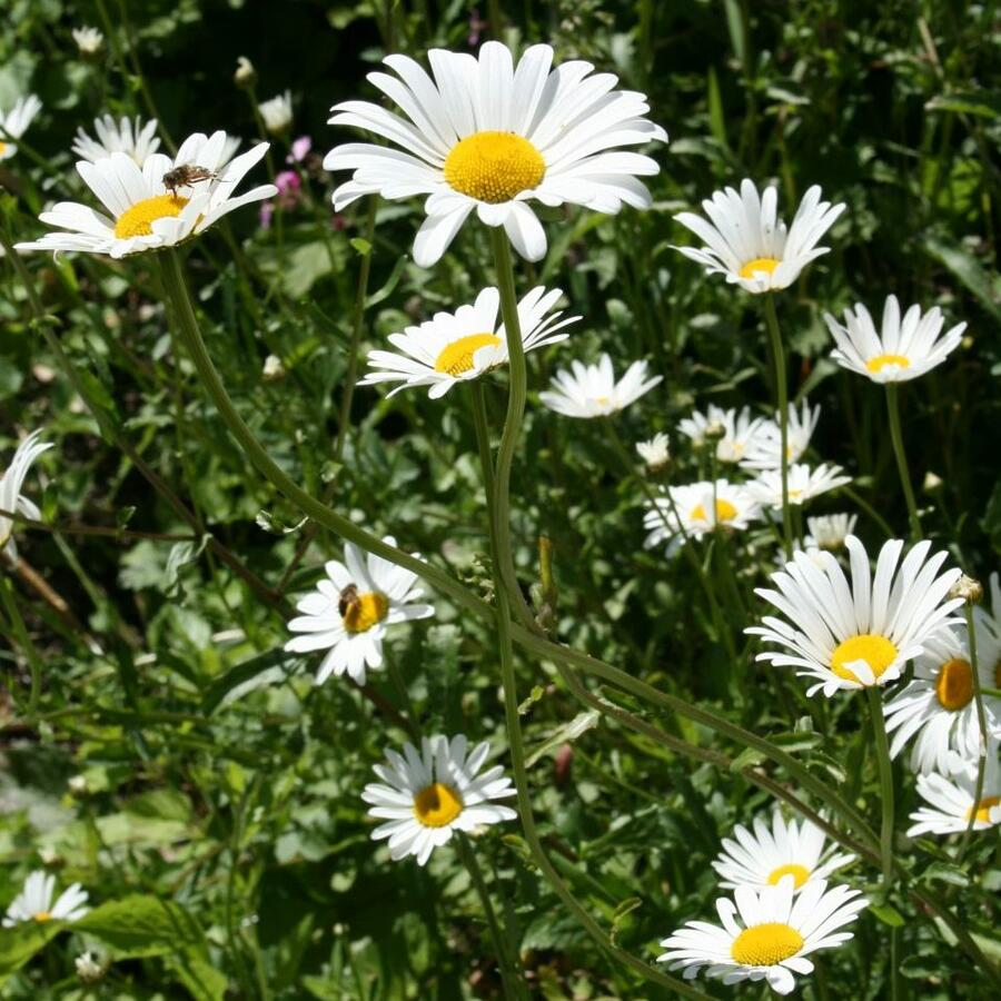 <p><em>Asteraceae -</em> hvězdnicovité</p><p><em>Leucanthemum</em> <mark data-color="yellow"><em>vulgare</em></mark> <em>/ ircutianum -</em> kopretina bílá</p>