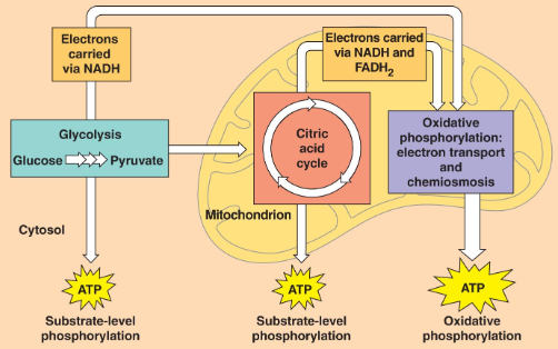 <p>completes breakdown of glucose</p>