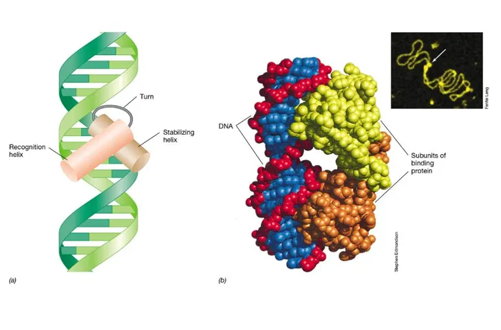 <ul><li><p>regulators are usually <strong>dimers </strong>(two very similar protein monomers) </p></li><li><p>the <strong>helix-turn-helix </strong>motif is a very common motif </p></li><li><p>these form two domains: a <strong>stabilising </strong>helix and a <strong>recognition </strong>helix</p></li></ul><p></p>