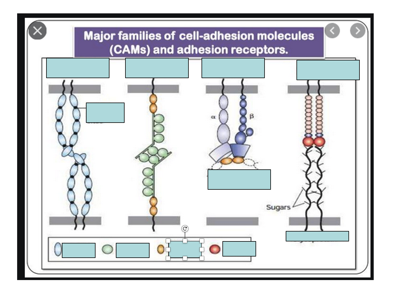 <p>Label the four major families of cell-adhesion</p>