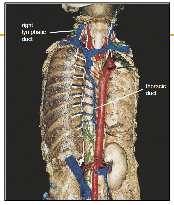 <p>Lymphatic Ducts DIAGRAM</p>