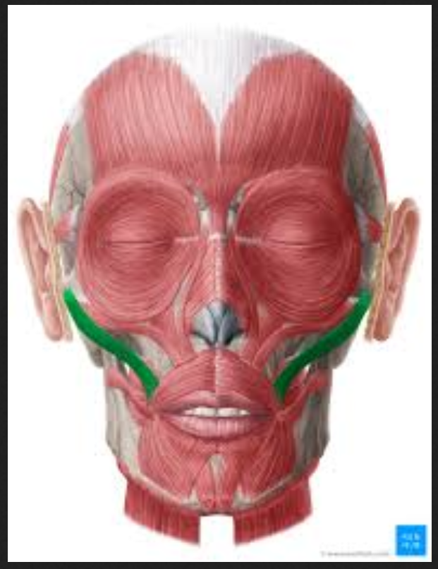 <p>Muscle of the face, head, and neck:</p><p>Zygomaticus</p>